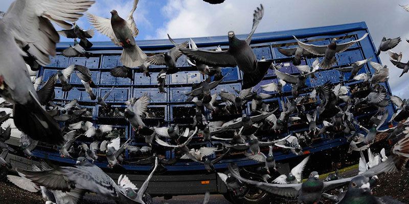 Отпугивание птичьих стай в Москве от ДЕЗ-Комфорт - фото